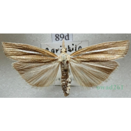 Agriphila tristella (Denis & Schiffermüller, 1775) Wachlarzyk zmienny Czech89d
